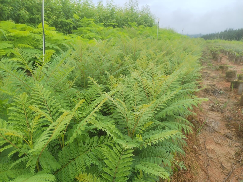 瑞丽市绿兴苗圃：百亩基地培育，解锁亚热带苗木的多样魅力