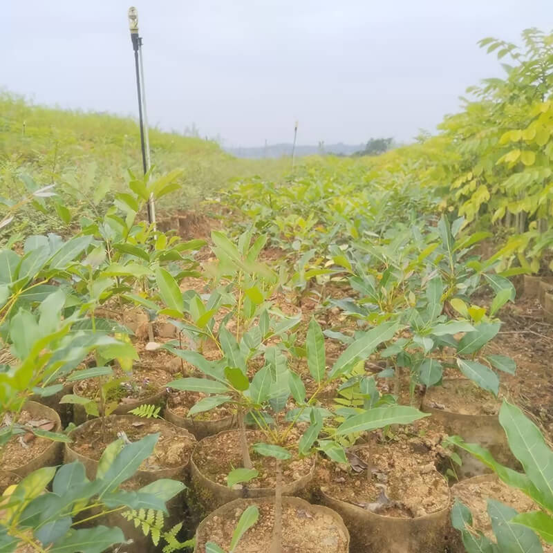 桃花心木