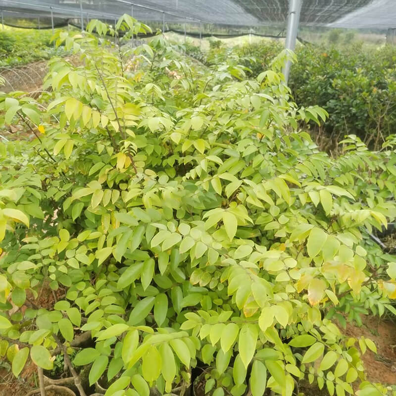 甜杨桃