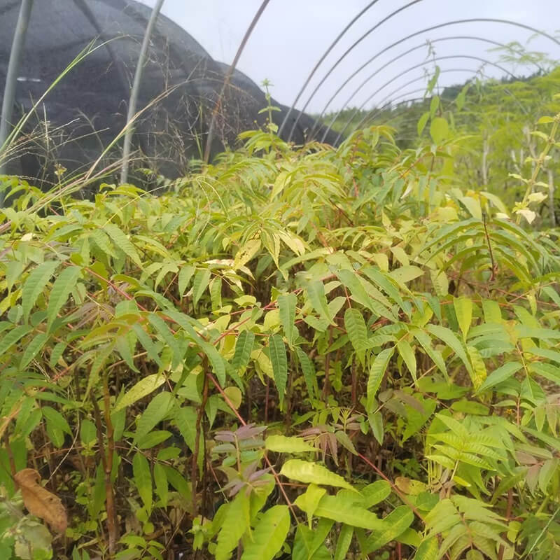 香椿