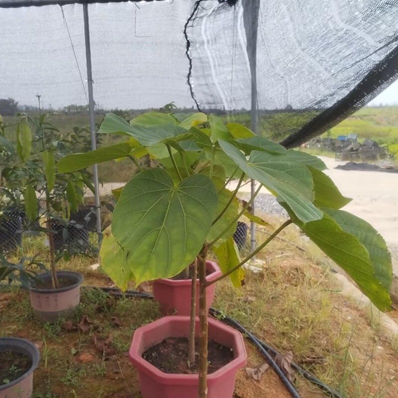 椰柿