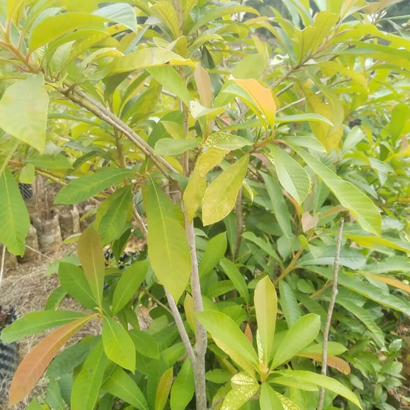 云南蓝果树