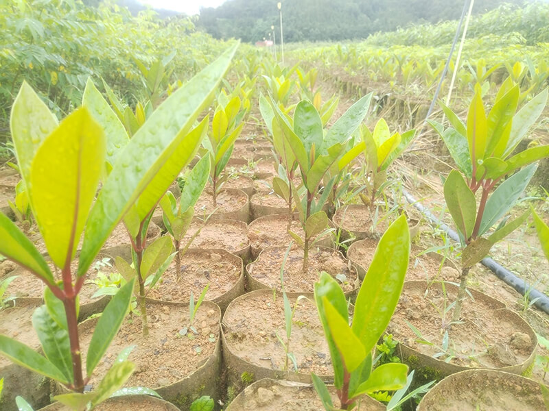 苗木基地