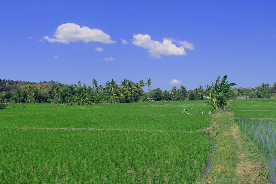 field-3615149_960_720