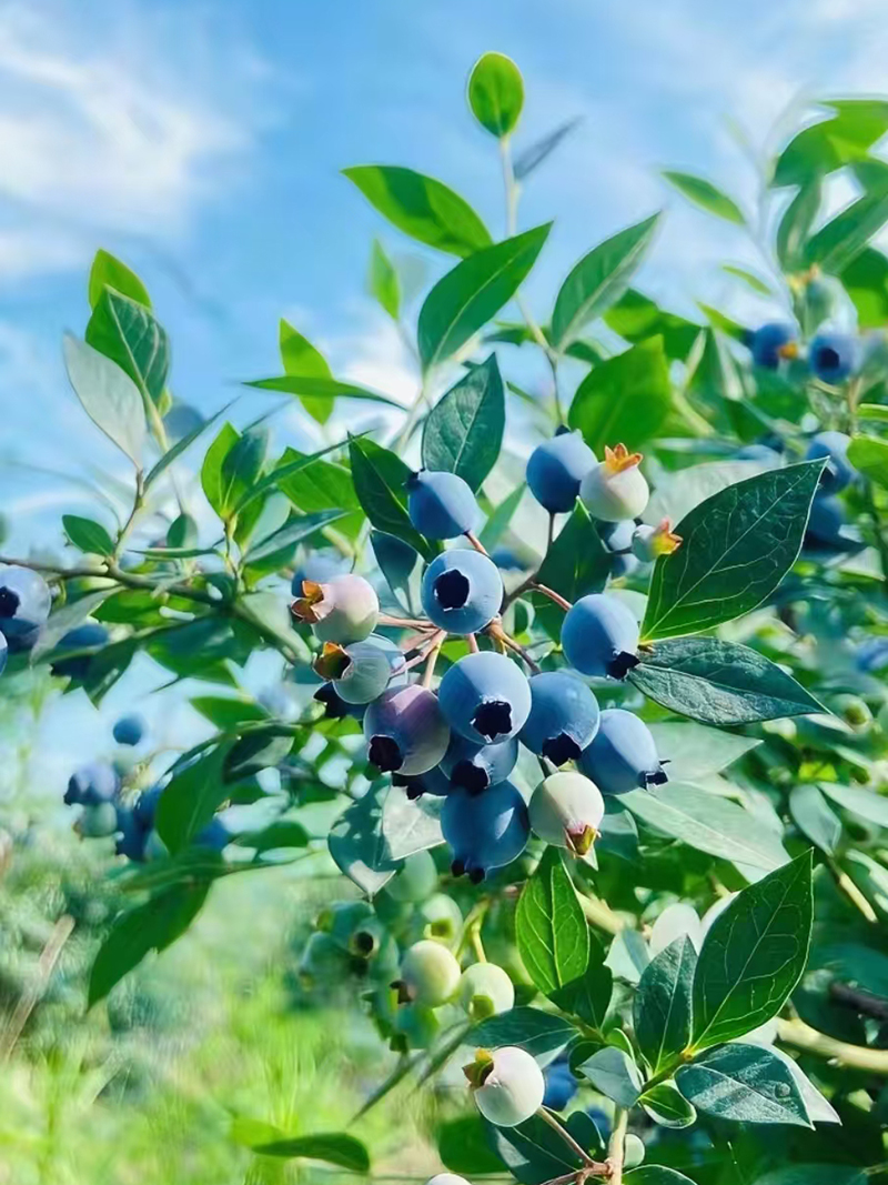 澄江蓝莓基地