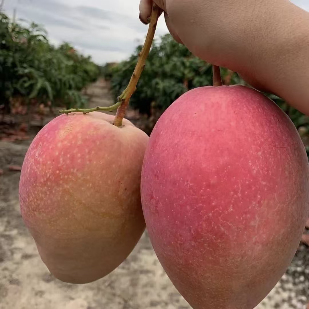 芒果
