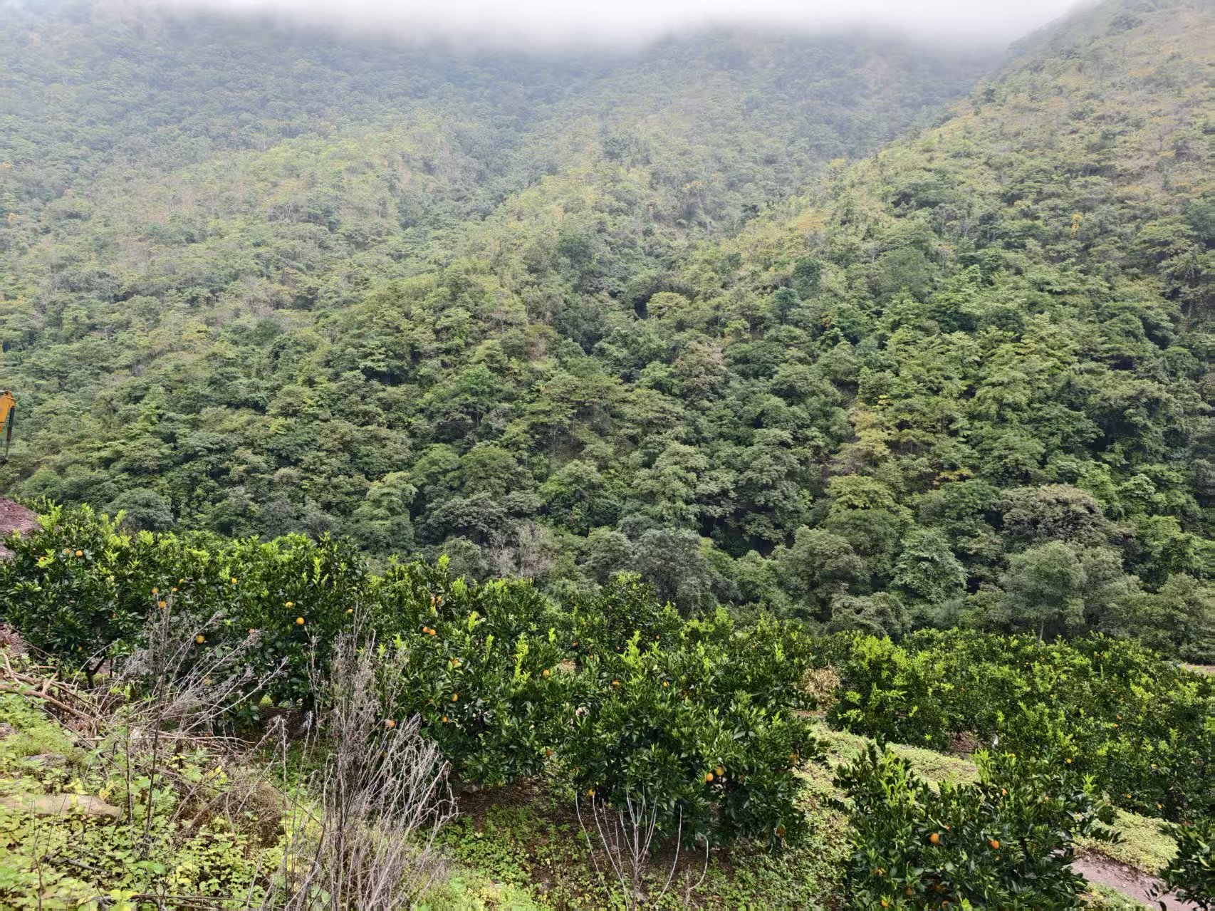 种植基地