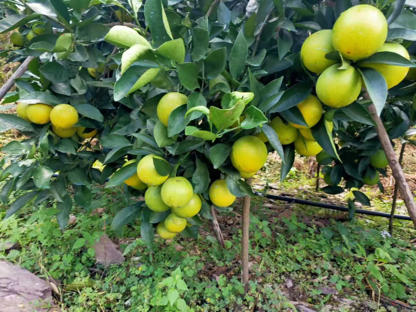 种植基地