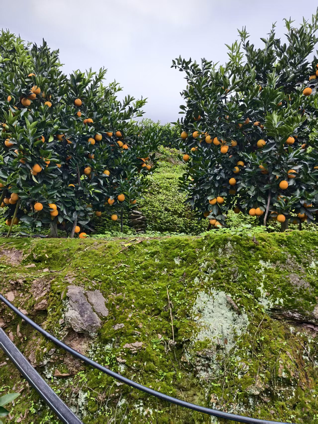 种植基地