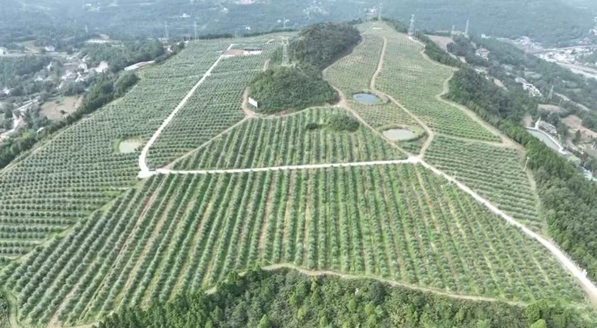 广元油橄榄种植基地