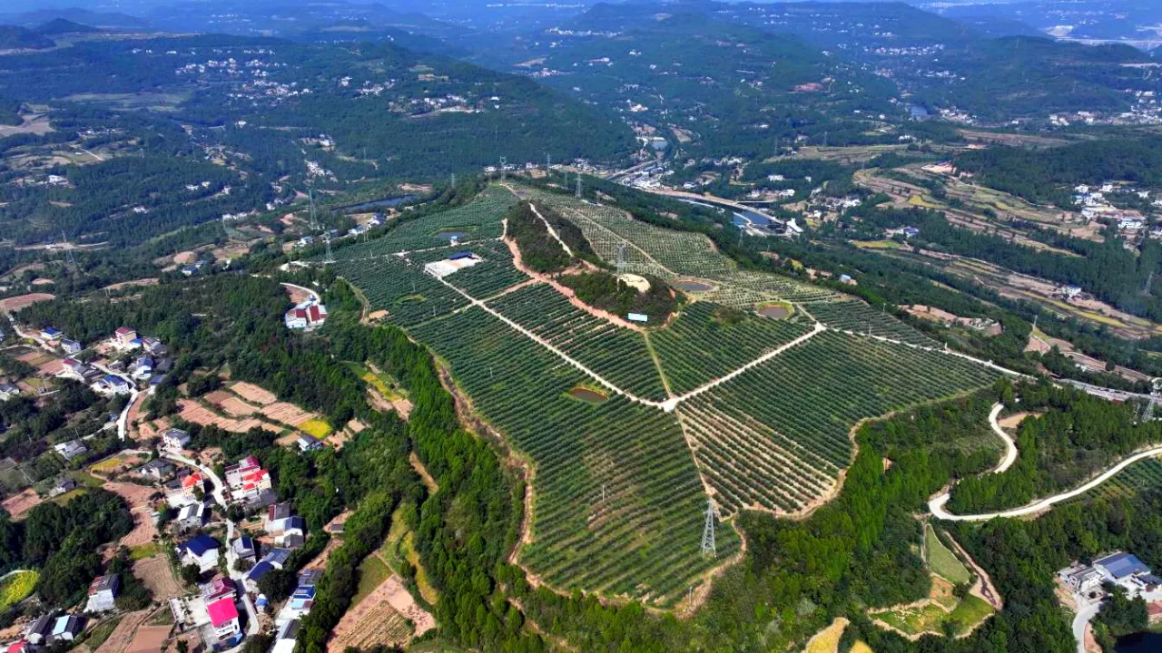 广元油橄榄种植基地