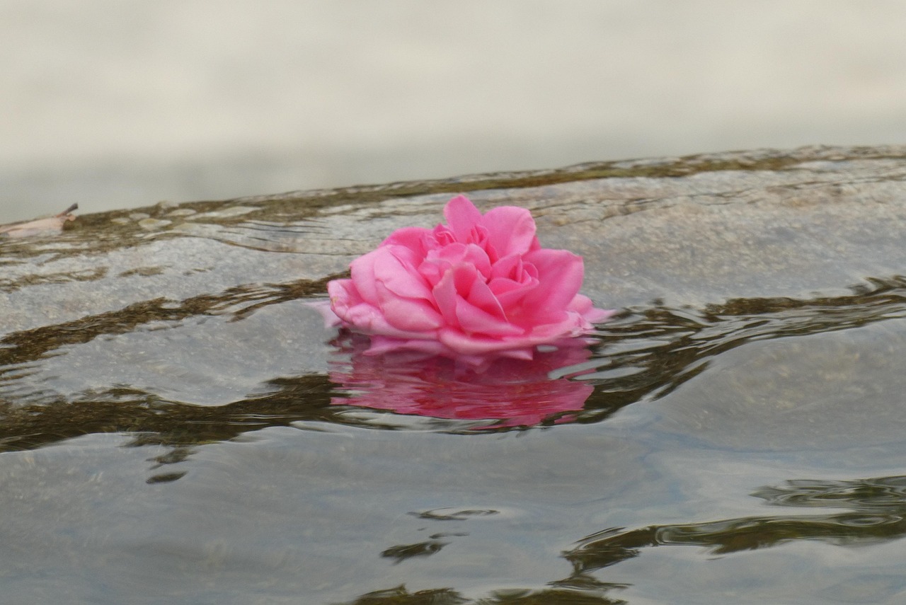 rose-3859934_1280