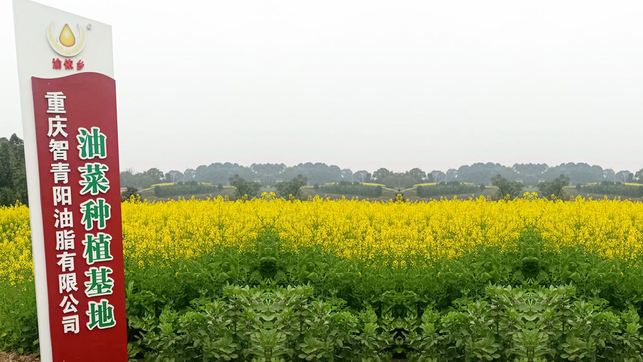 重庆智青阳油脂有限公司-油菜种植基地