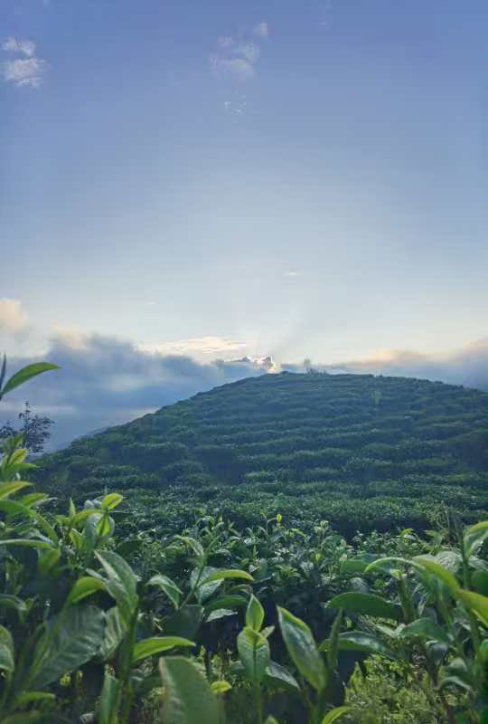 速溶与挂耳黑咖啡