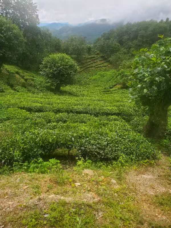 各类茶叶产品