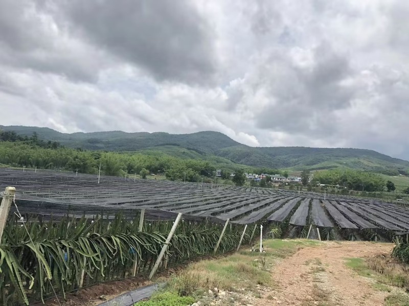 热带水果种植基地