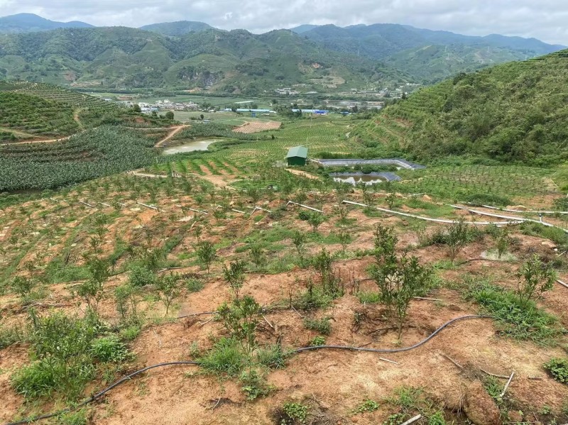 热带水果种植基地