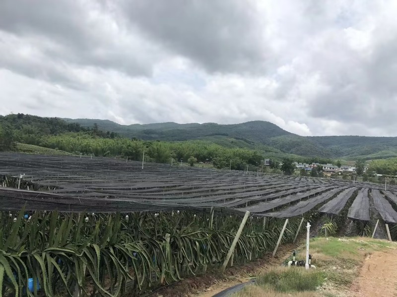 热带水果种植基地
