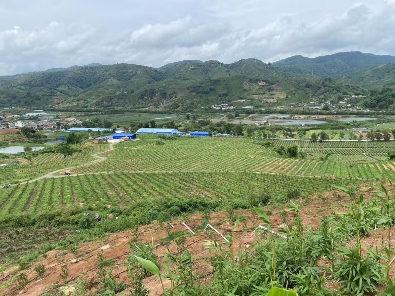 热带水果种植基地