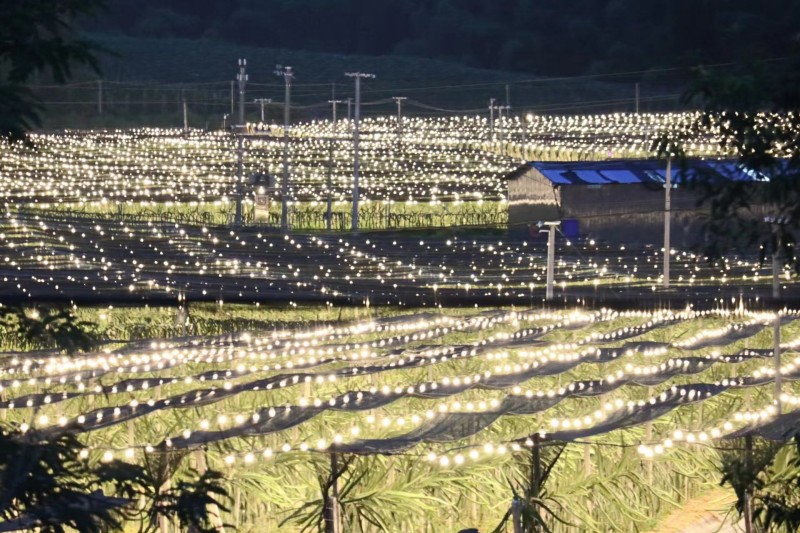 热带水果种植基地