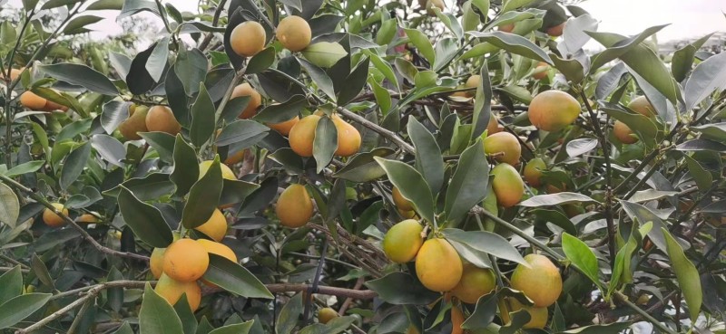 热带水果种植基地