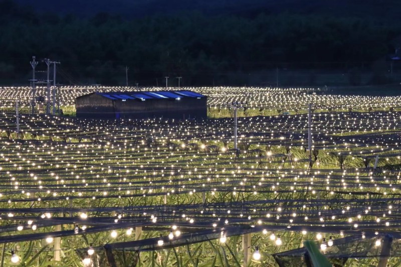 热带水果种植基地