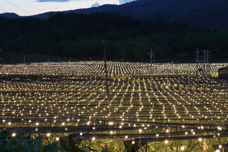 热带水果种植基地