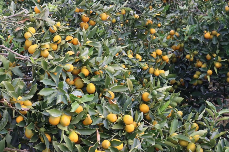 热带水果种植基地