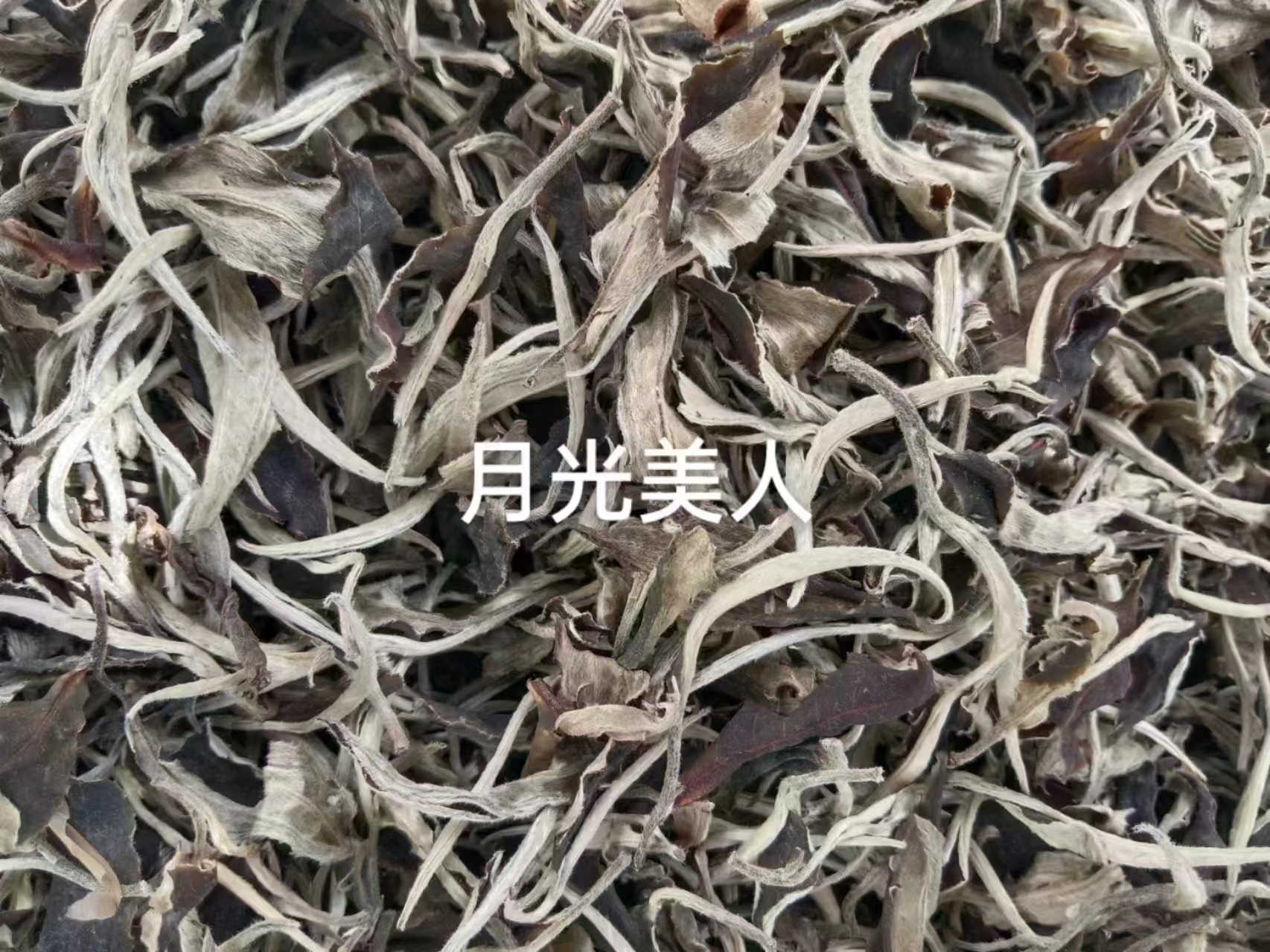景谷大白茶月光白
