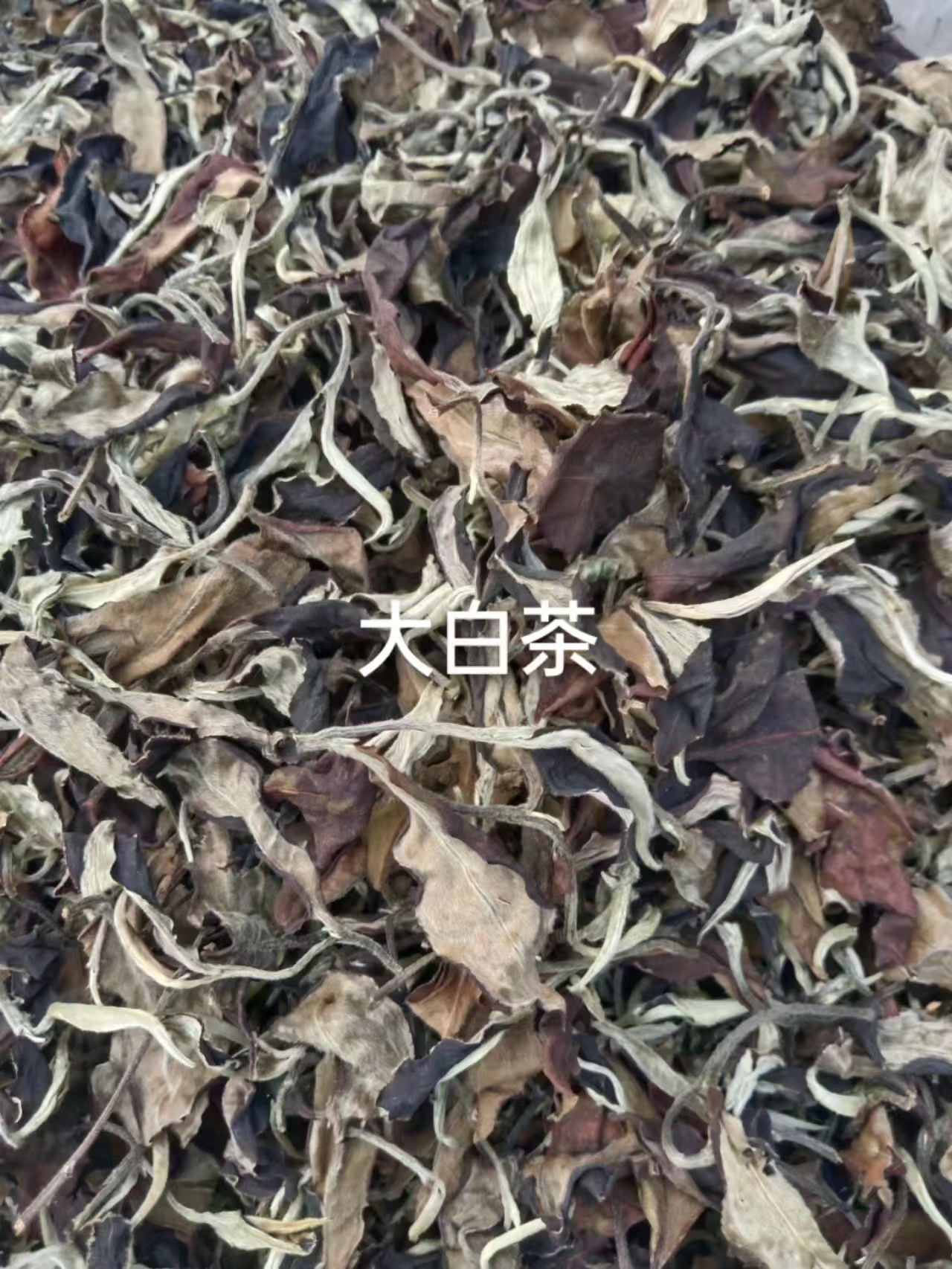 景谷大白茶