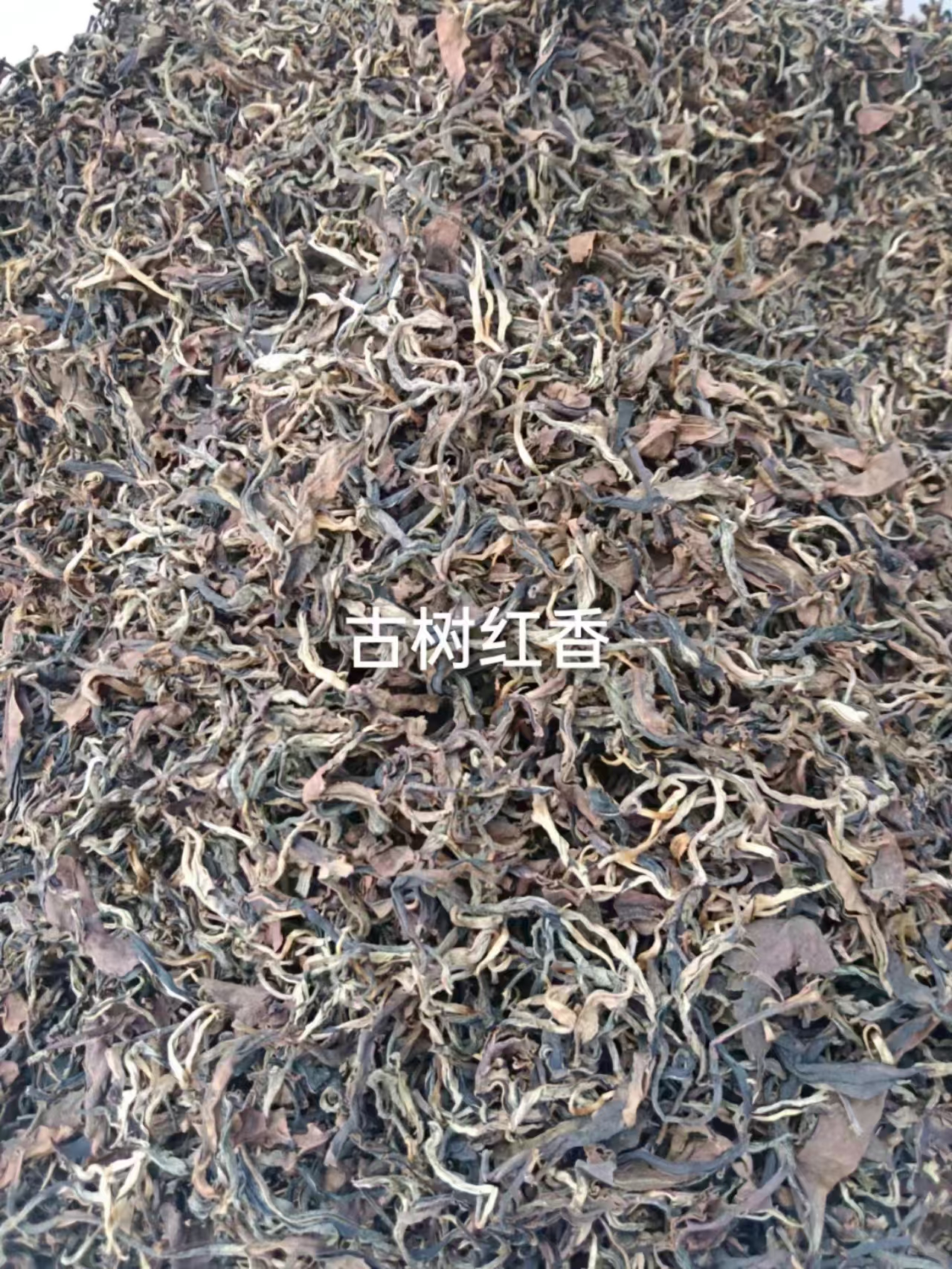 景谷古树茶古树红茶