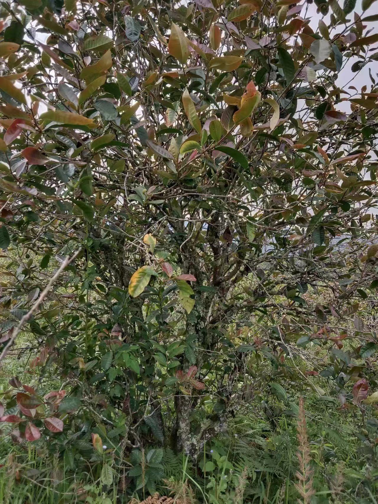 景谷古树茶紫芽