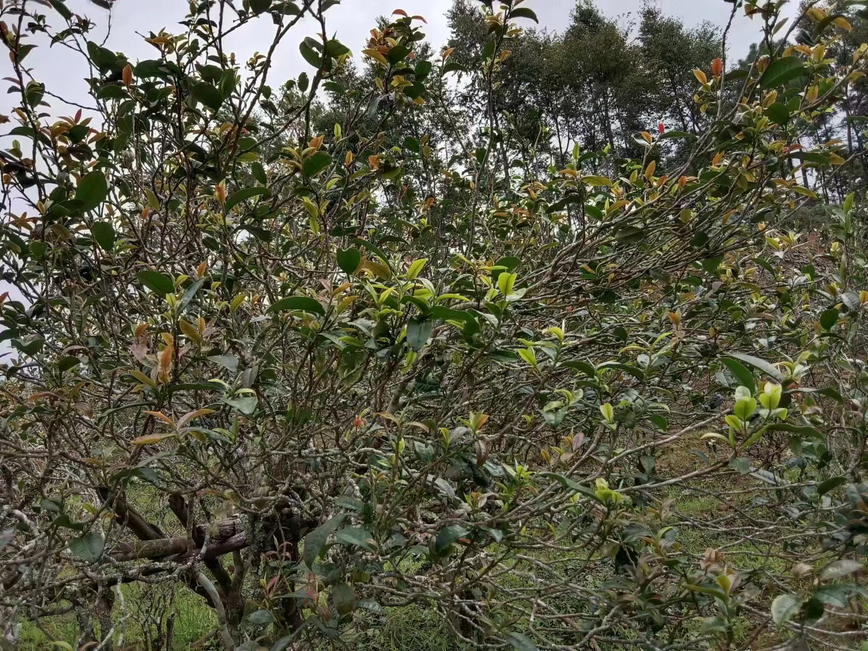 满树嫩芽：待采的一树新芽