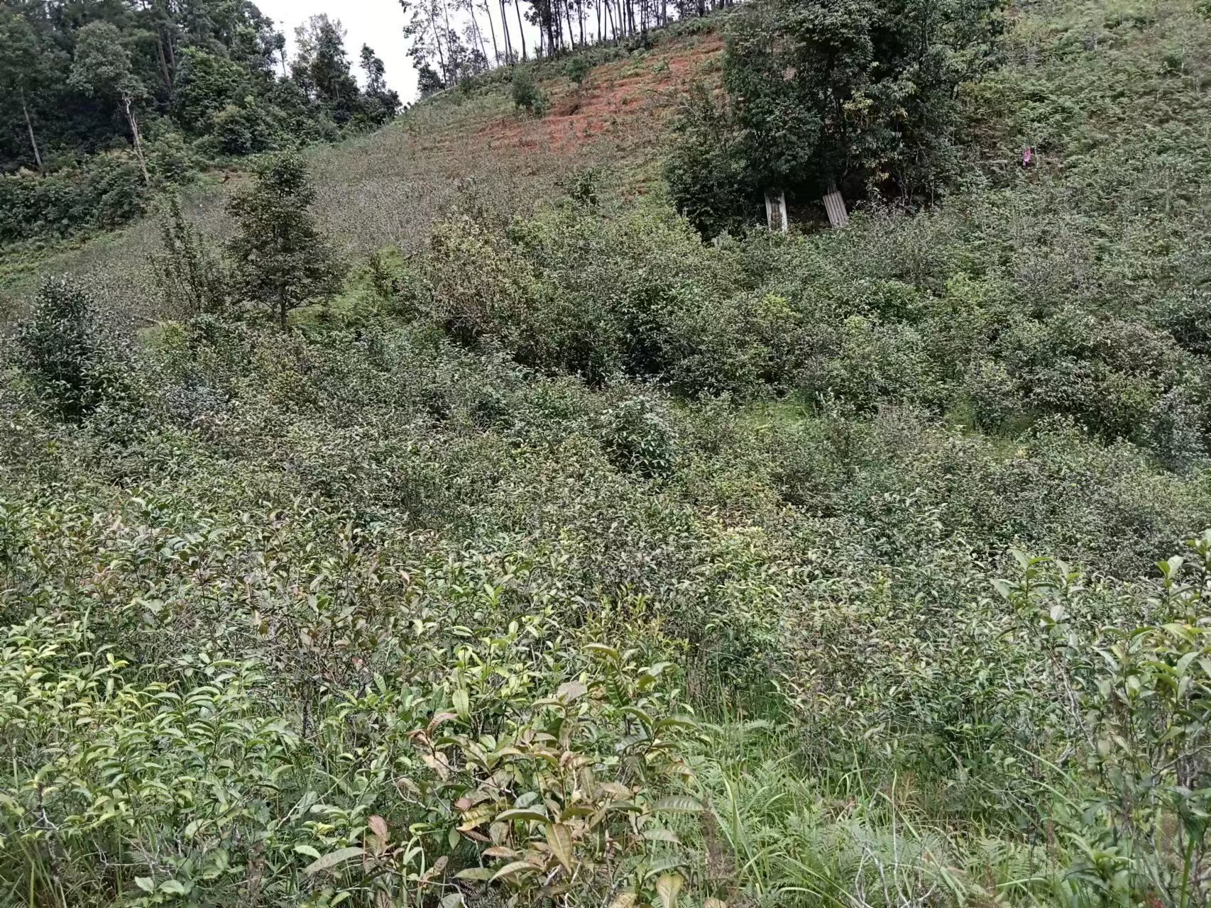 景谷李培茶叶经营部