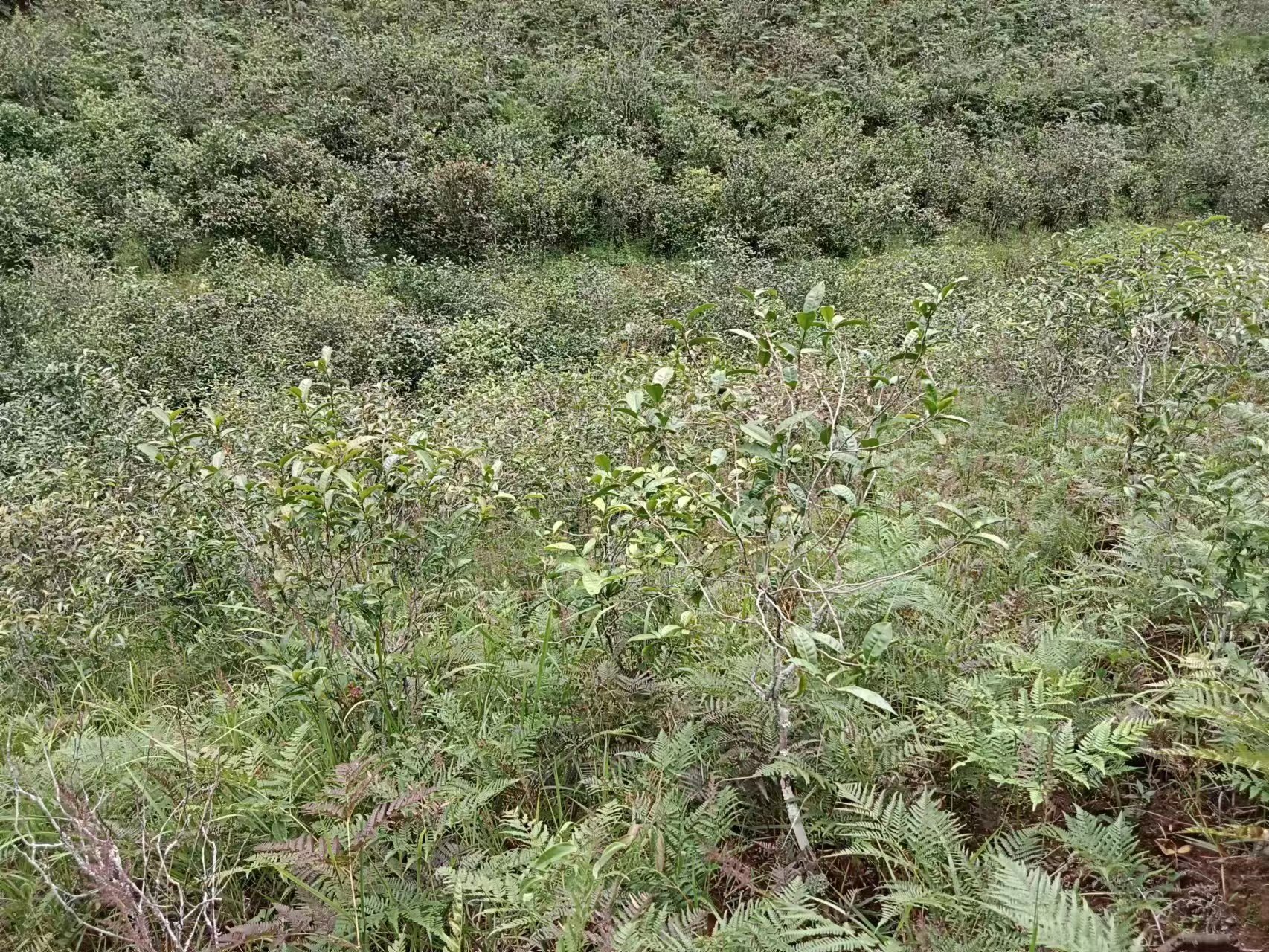 新植茶苗：补植复壮的茶行