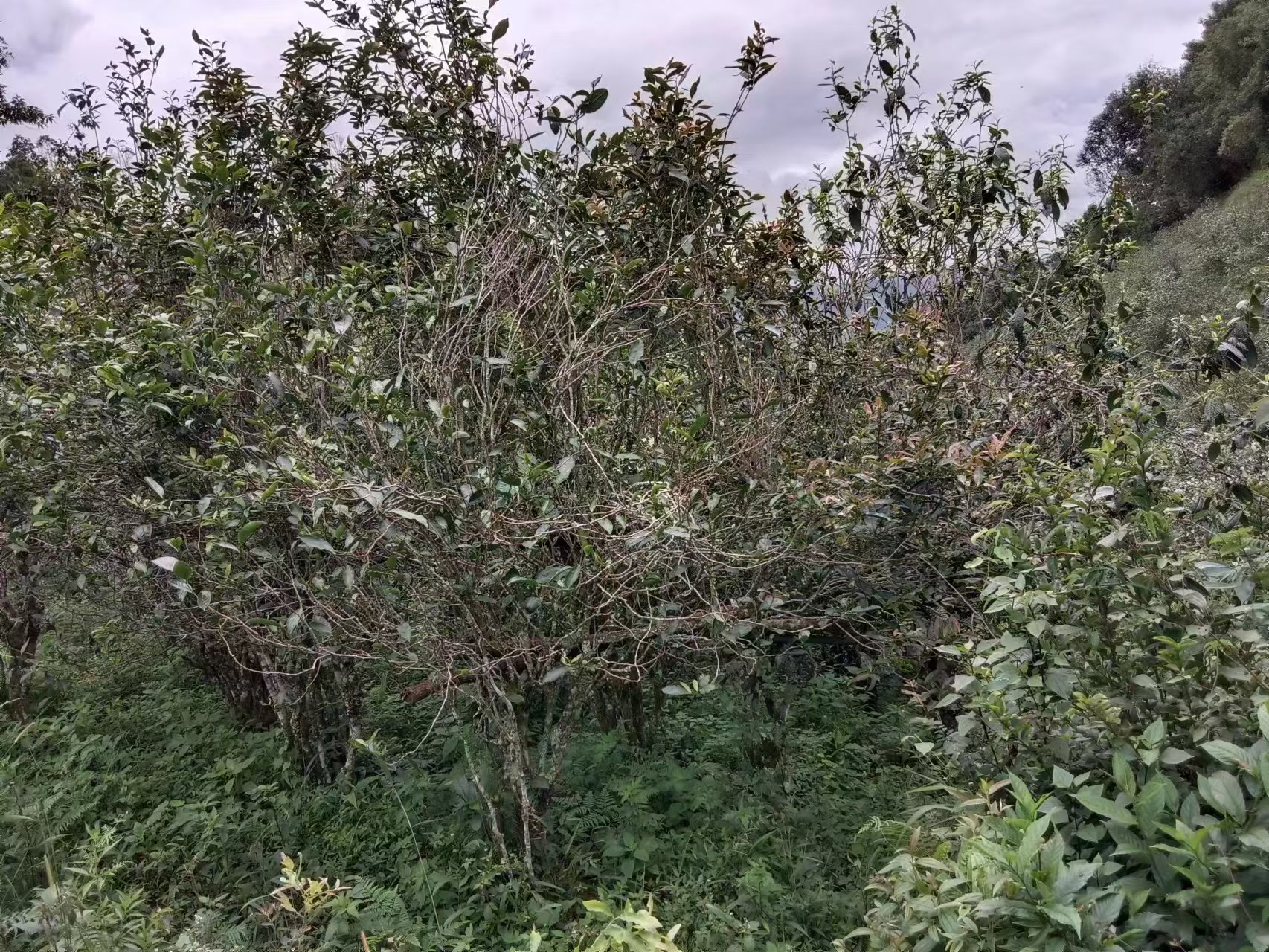 老茶树枝条：细枝密布的树冠
