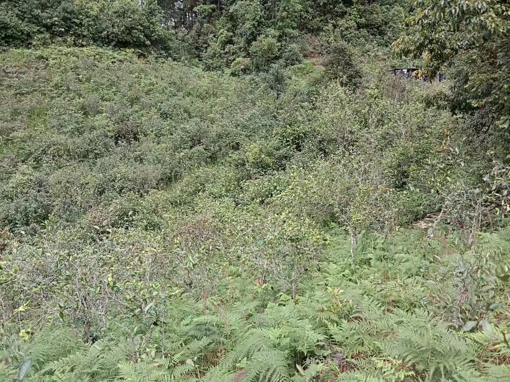 茶山绿谷：林间谷地里的茶园