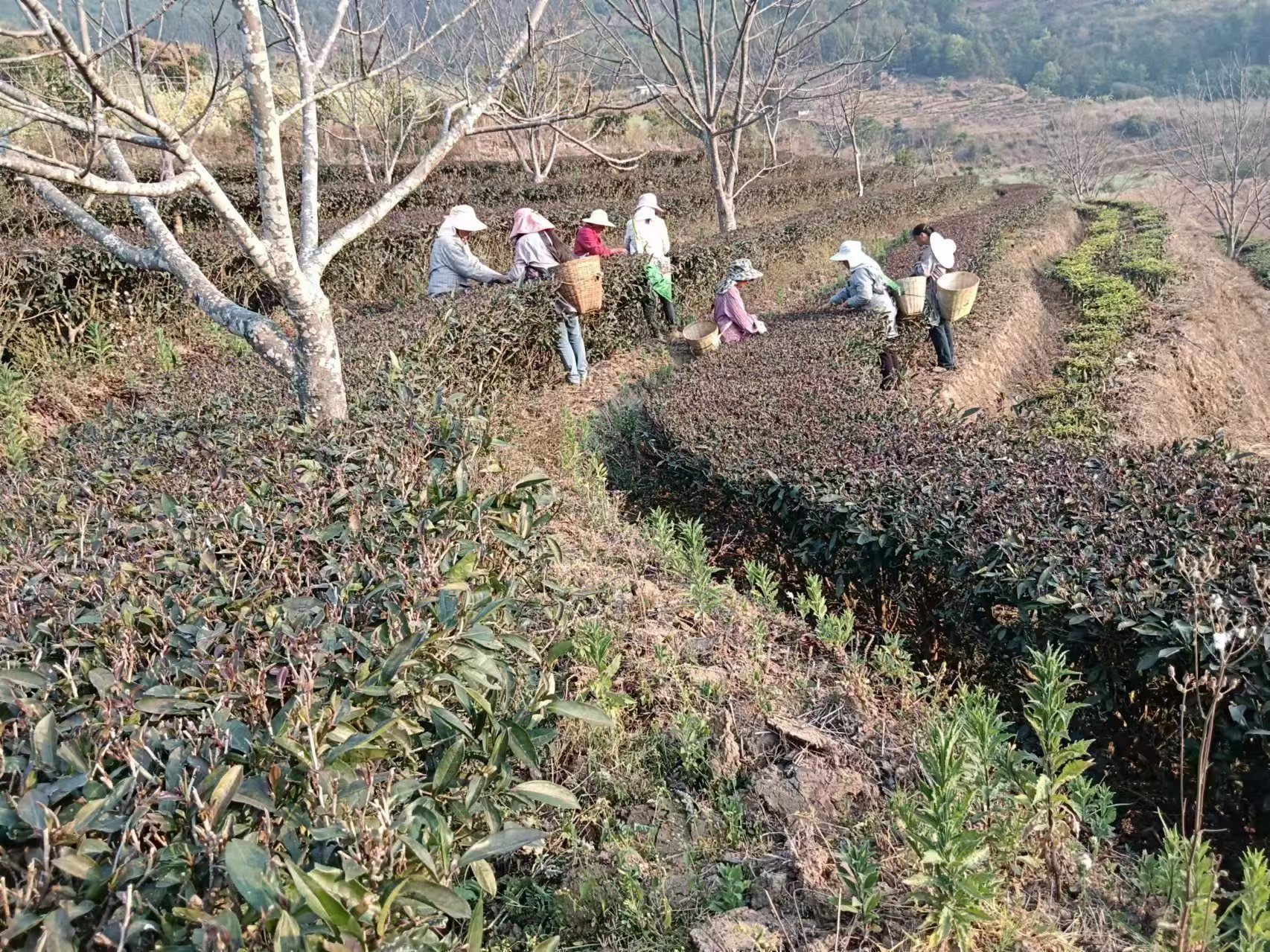 人工采摘：采茶时节的山坡人影