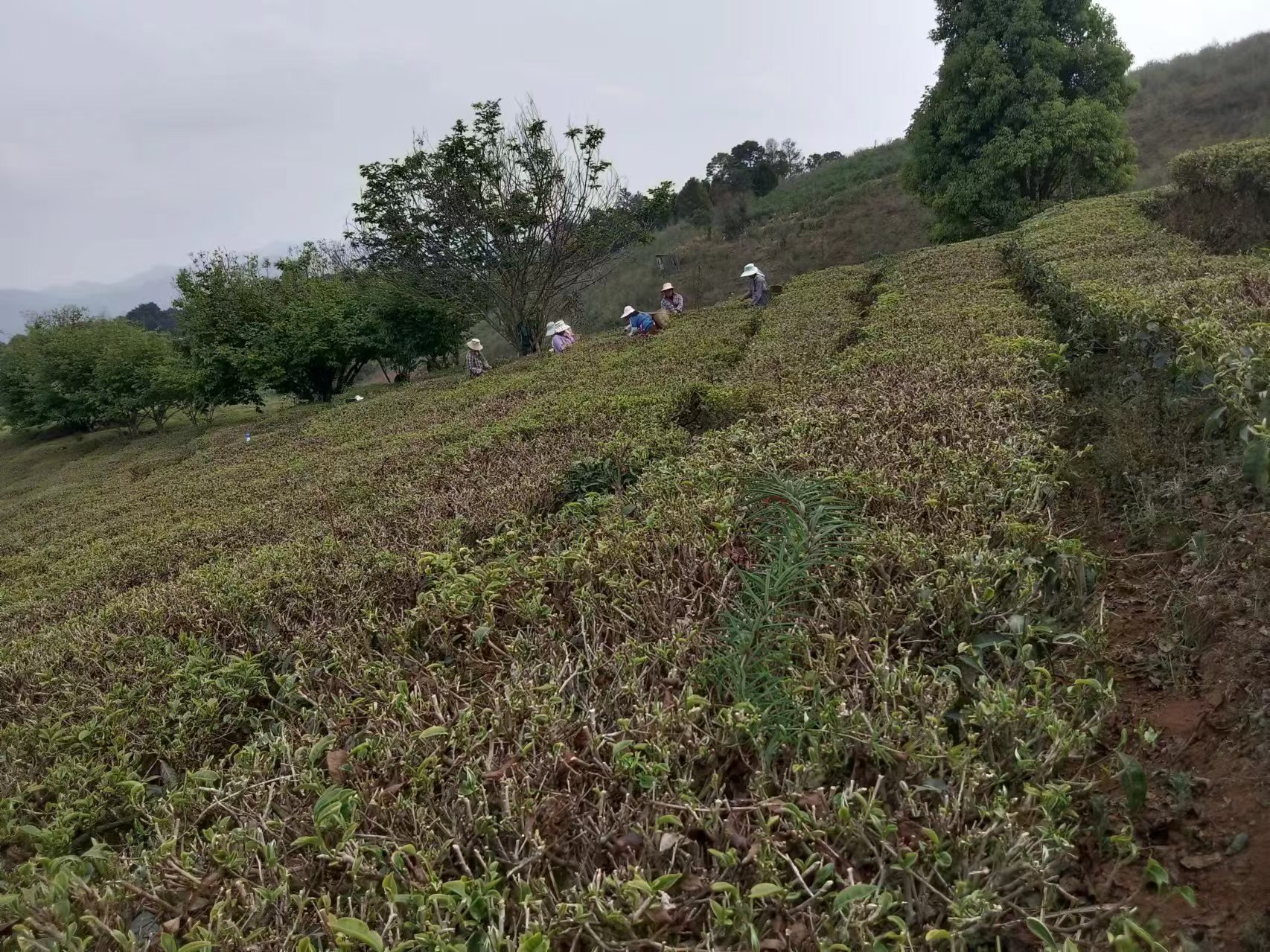 茶山采茶：条带茶园里的采收作业