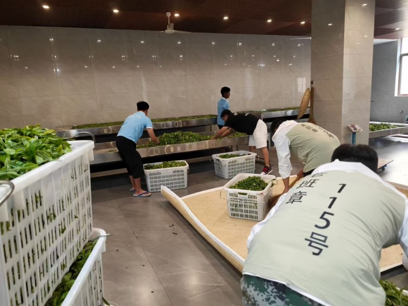 茶叶加工基地