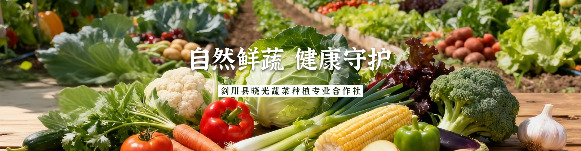绿蔬映初心 晓光启新程——剑川县晓光蔬菜种植专业合作社发展之路