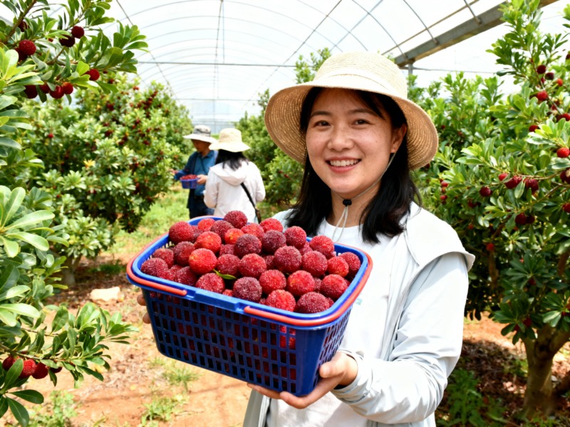 大理杨梅错峰上市 特色种植鼓起农户 “钱袋子”