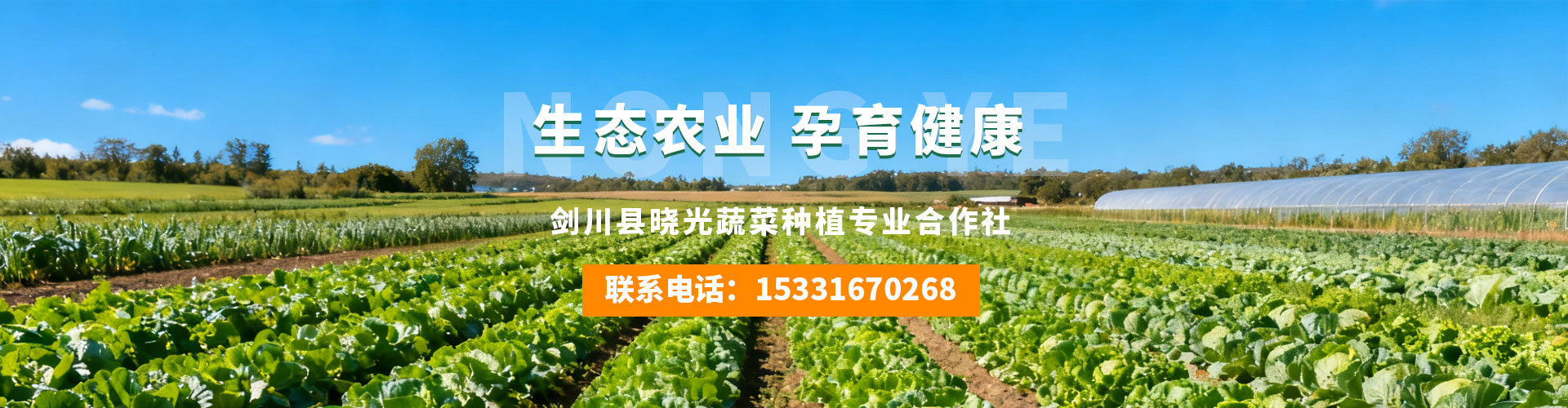 剑川县晓光合作社:农产品绿色发展典范蔬香满田垄 晓光暖乡邻——剑川县晓光蔬菜种植专业合作社的生态致富路