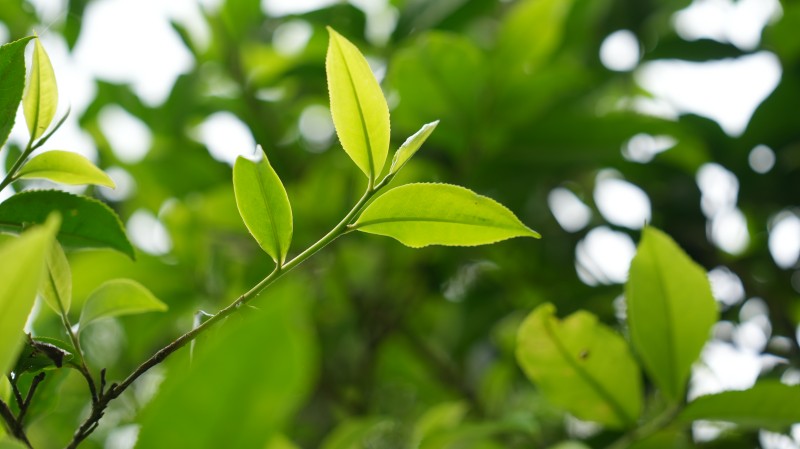 老班章头春古树纯料