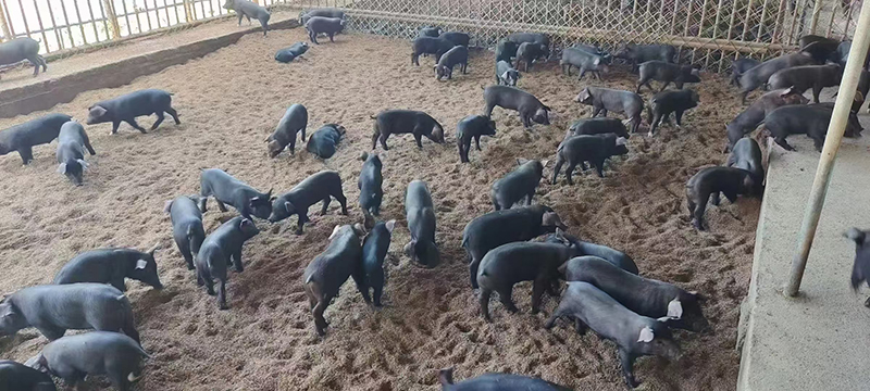 猪仔