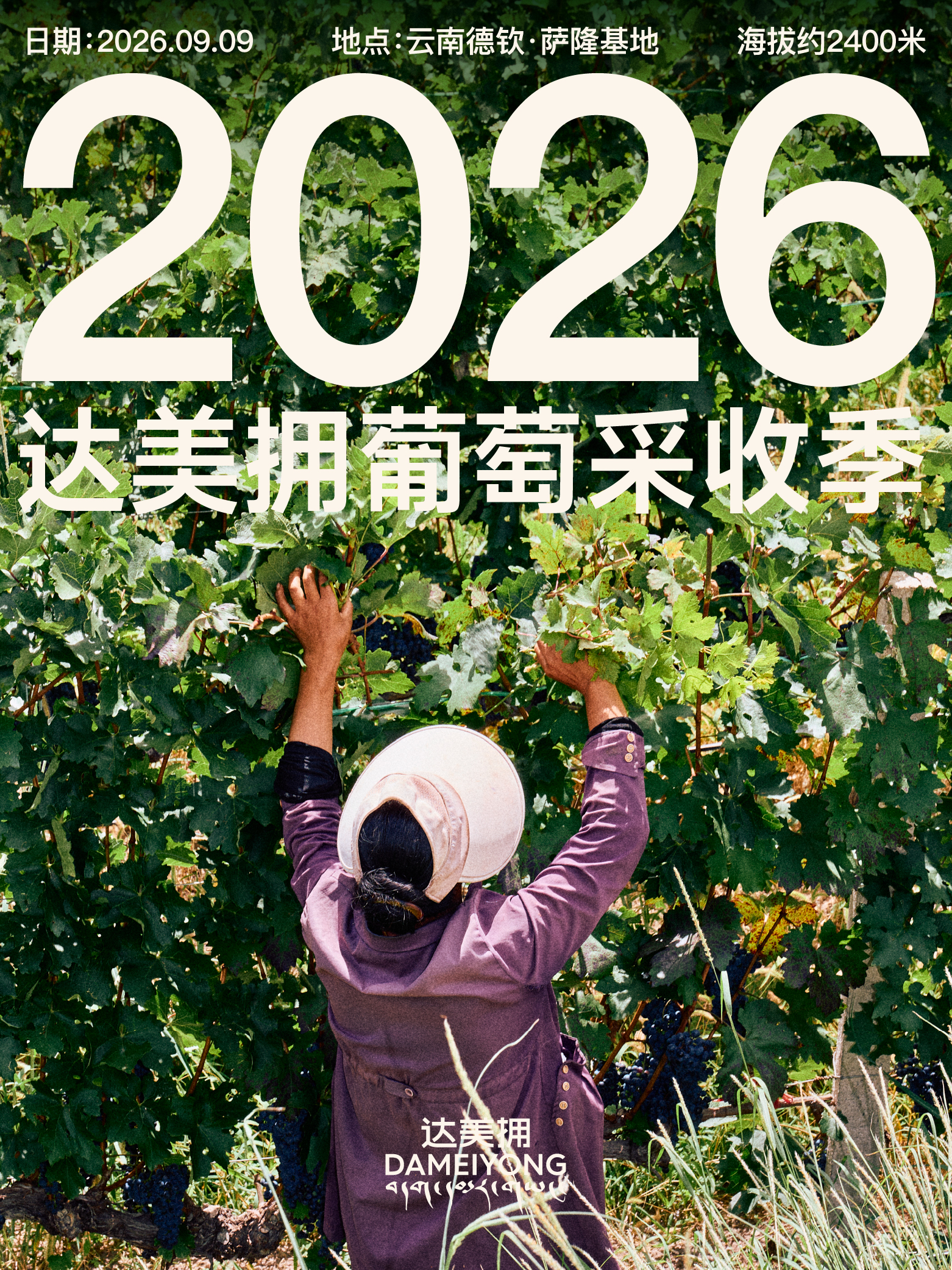 达美拥2026采收季——萨隆基地