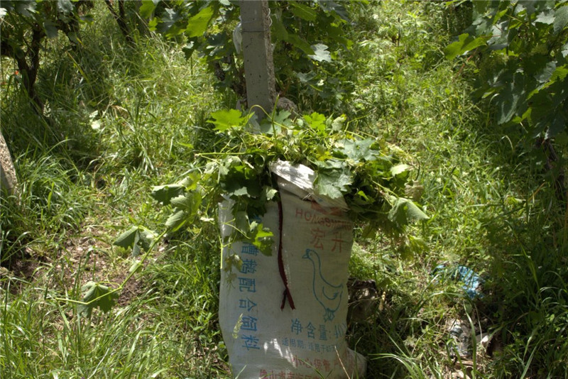 达美拥酒庄木许基地基本情况