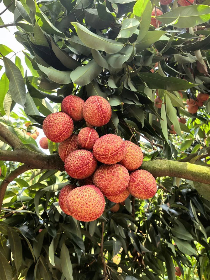 荔枝
