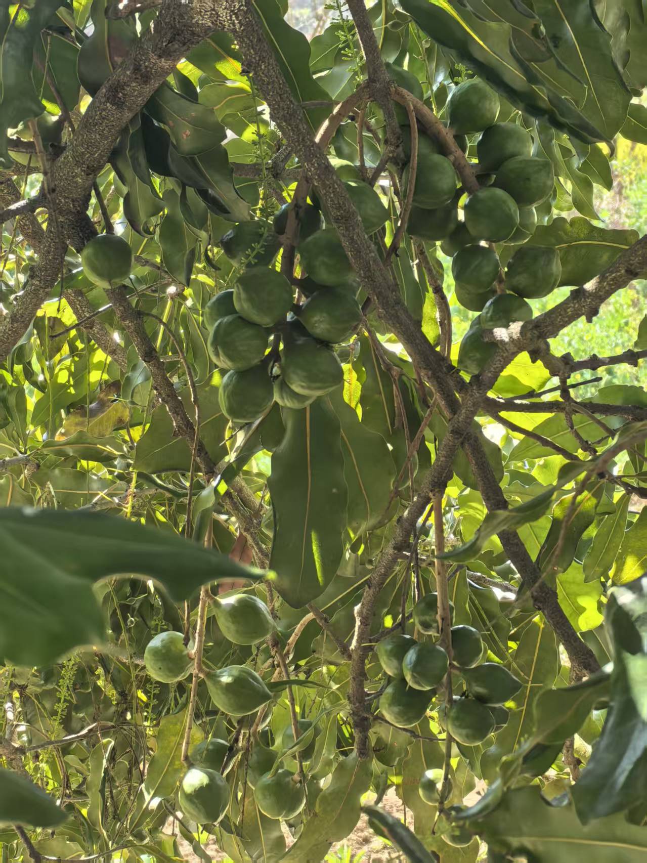 澳洲坚果(夏威夷果)