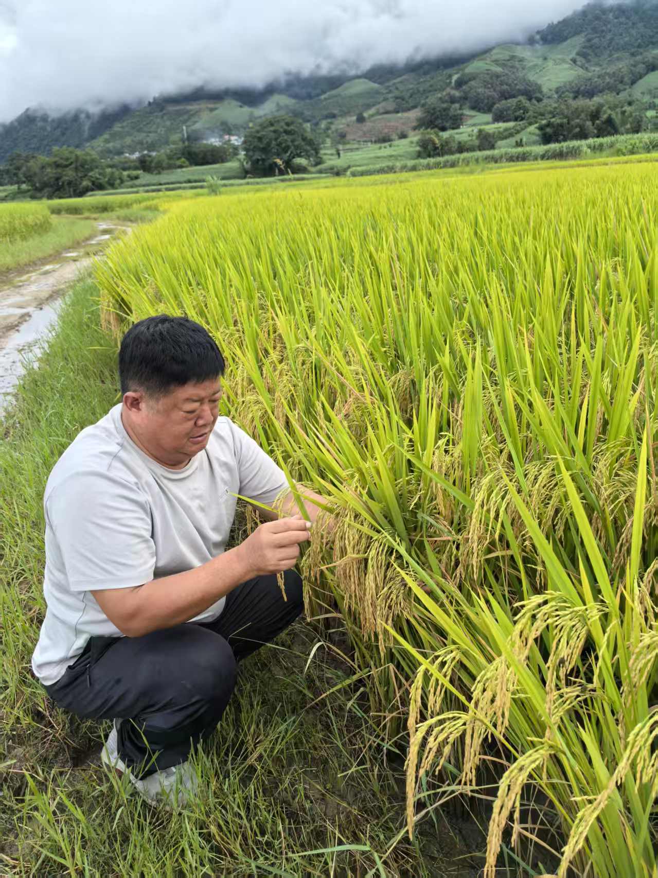 生态水稻